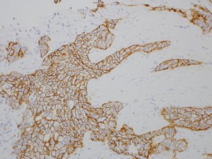 qWIÁGHER-2iFɐFꂽזEj